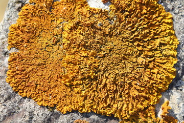 Licheni