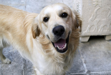 happy labrador retriever