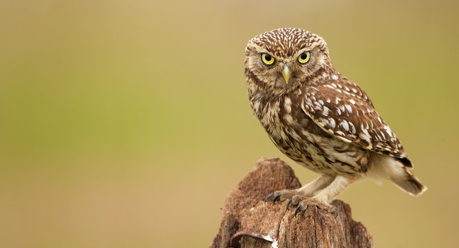 Little owl on an old post looking at the camera