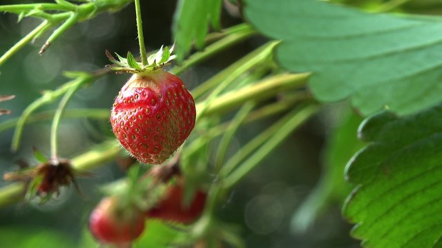 Strawberry fruits hanging on strawberry plant