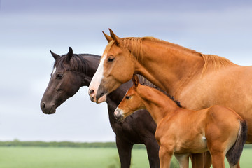 Portrait of two mares and foal at pasture - obrazy, fototapety, plakaty