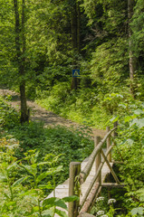 trail in the woods