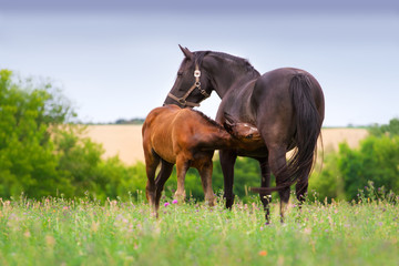 Little foal drink milk from mare in pasture