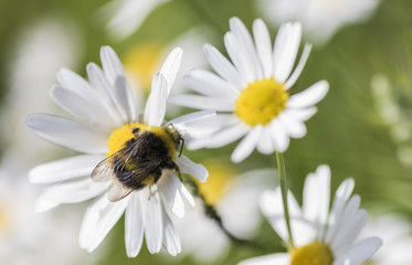 Obraz premium Bumblebee in the meadow