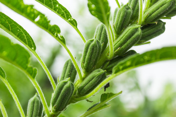Sesame plant