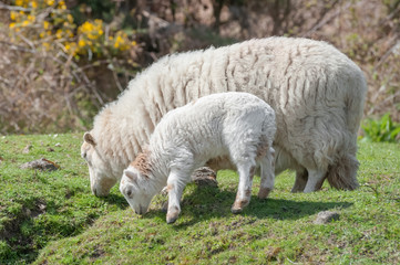 Obraz na płótnie Canvas sheep and lamb grazing