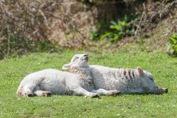 Naklejka na ściany i meble cute lambs sunbathing in springtime sunshine