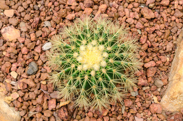 Golden Barrel cactus plant group in arid plants garden