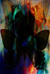 color butterfly, illustration and mixed medium, abstract  backgr