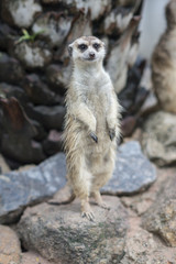 Meerkat Portrait