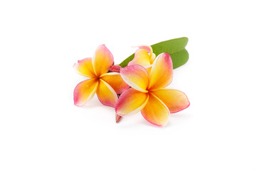 Fototapeta premium frangipani flower isolated on white