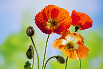 Island-Mohn (Papaver nudicaule), Islandmohn