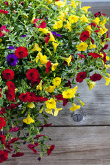 Zauberglöckchen, Calibrachoa, Millionbells, Balkonpflanze