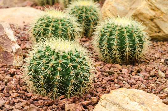 Golden Barrel cactus plant group in arid plants garden