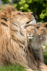 Father and Daughter, Lion and lioness cub together © L Galbraith