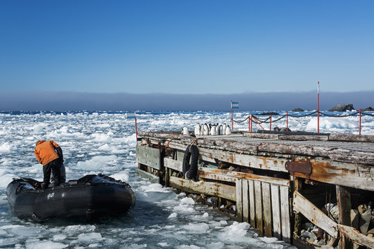 Man on boat on frozen ocean at Esperanza Base, Adelie penguins on jetty
