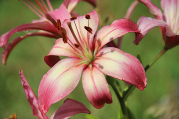 Fototapeta premium Lily in the sun after the rain