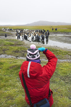 Person taking pictures of a small colony of King Penguins on South Georgia.