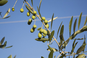 Italien, Toskana, Oliven, Olivenbaum, blauer Himmel