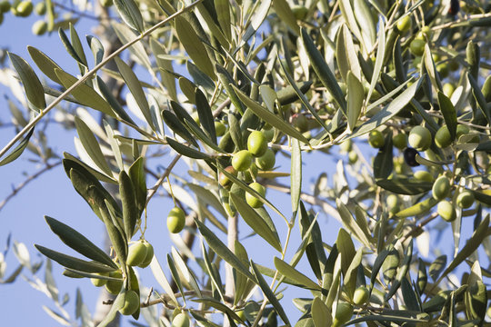 Italien, Toskana, Oliven, Olivenbaum, blauer Himmel