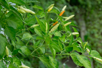 Fototapeta premium fresh chili peppers on tree