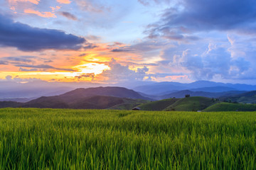 Obraz premium Green Terraced Rice Field in Pa Pong Pieng , Mae Chaem, Chiang Mai, Thailand