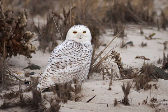 Snowy Owl standing on sandy beach.