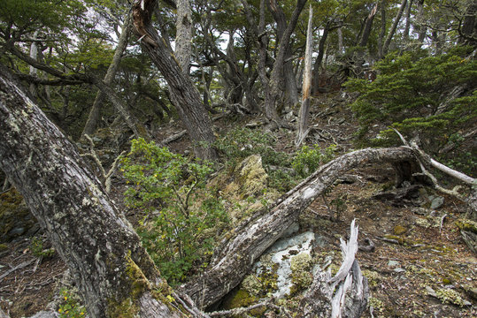 Hêtre de Magellan, Nothofagus betuloides,  Terre de Feu, Patagonie, Argentine
