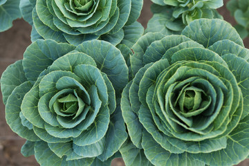 Obraz premium Green plants in the garden