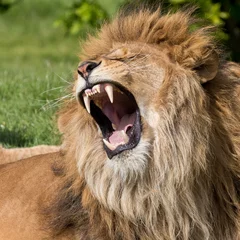 Türaufkleber Löwe Männlicher Löwe mit einem Gähnen