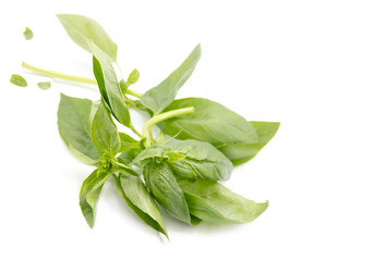 Green basil leaves on a white background