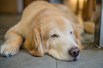 Lost Homeless Golden Labrador Retriever Dog Sleeping On Cold Flo