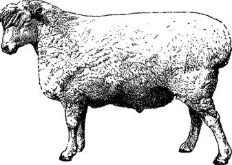 Sheep lamb Vintage image