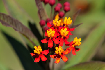 Asclepias curassavica flower