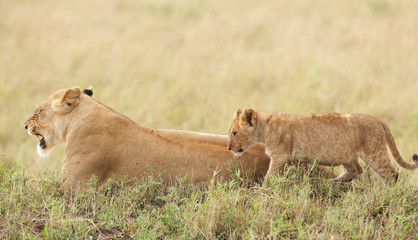 Naklejka premium Wild Lion cub walking up to its mother