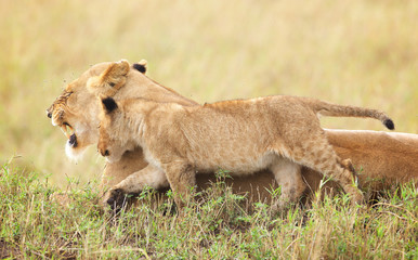 Wild lion cub with its mother