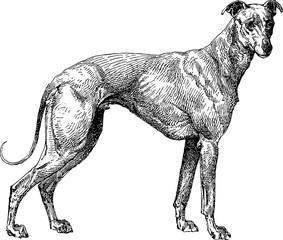 Dog Greyhound Vintage image