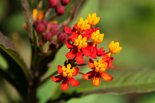 Asclepias Curassavica Flower