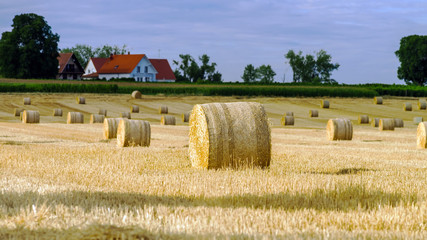 Beautiful yellow field with haystacks at sunset