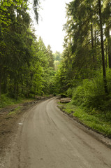 Fototapeta na wymiar curving path in the woods with pre-cut trunks