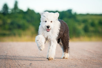 Funny bobtail puppy running outdoors