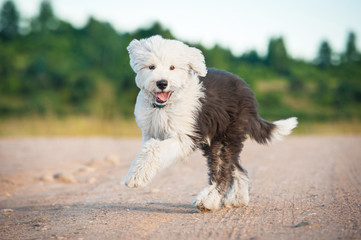 Happy bobtail puppy running in summer