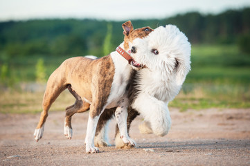Bobtail puppy playing with american staffordshire terrier dog