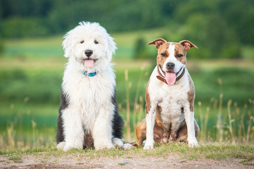 Naklejka na ściany i meble Bobtail puppy with american staffordshire terrier dog
