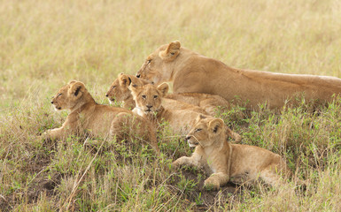 Fototapeta na wymiar Little lion cubs relaxing
