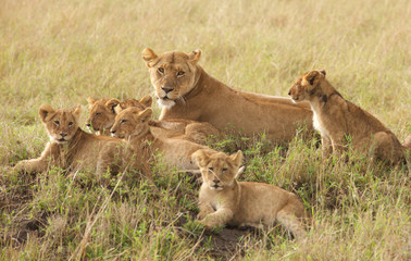 Little lion cubs relaxing