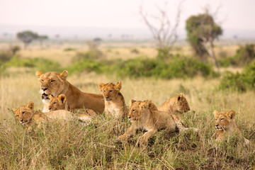 Little lion cubs relaxing - obrazy, fototapety, plakaty
