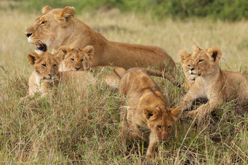 Fototapeta na wymiar Little lion cubs