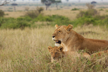 Fototapeta na wymiar Lioness with a cub