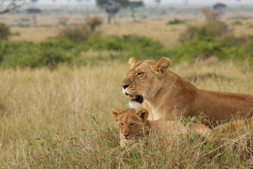 Lioness with a cub